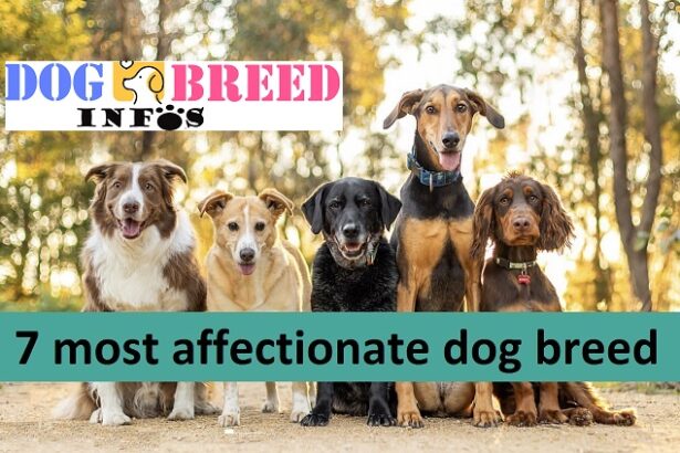7 most affectionate dog breed