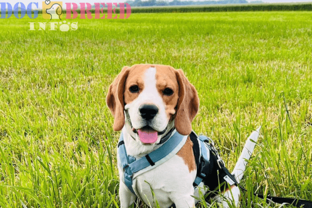 Beagle: A Friendly, Curious, and Iconic Breed with a Nose for Adventure