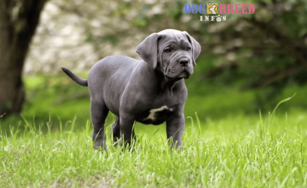 Cane Corso: Majestic Guardians with a Gentle Heart