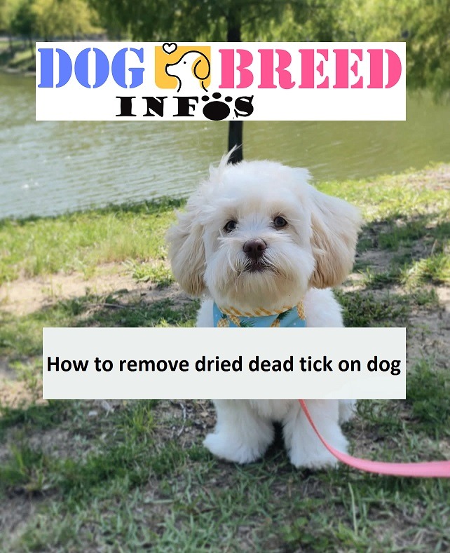 How to remove dried dead tick on dog 2023