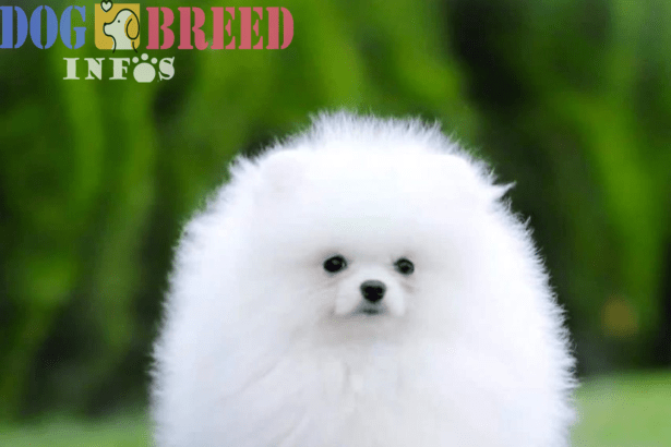 Pomeranians: Fluffy, Lively Companions with a Big Personality