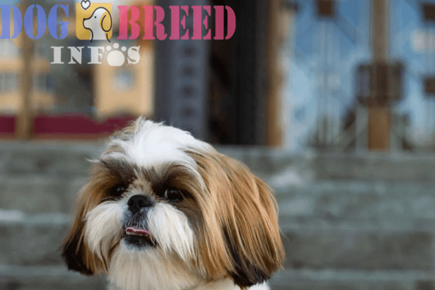 Shih Tzu : Imperial Lapdogs with a Royal History