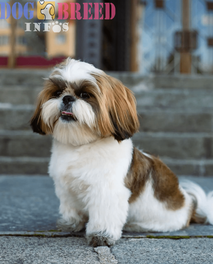 Shih Tzu : Imperial Lapdogs with a Royal History
