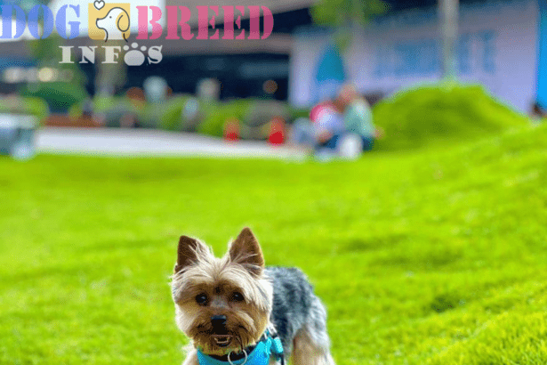Yorkshire Terriers: Tiny Wonders with a Heart of Courage and Charm