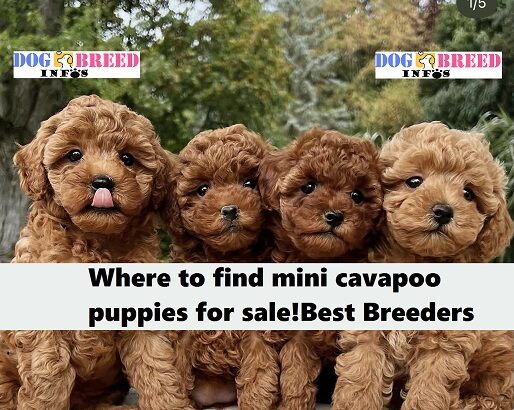mini cavapoo puppies for sale