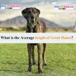 how tall is a great dane