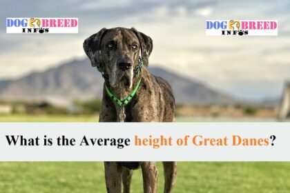 how tall is a great dane