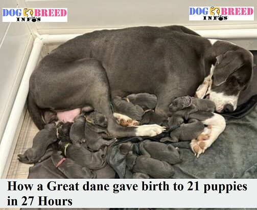 Astonishing How a Great dane gives birth to 21 puppies in 27 Hours