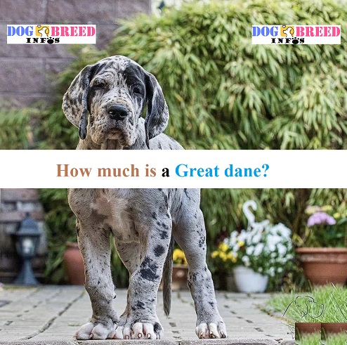 How much is a great dane