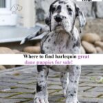 harlequin great dane puppies for sale