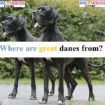 Where are great danes from