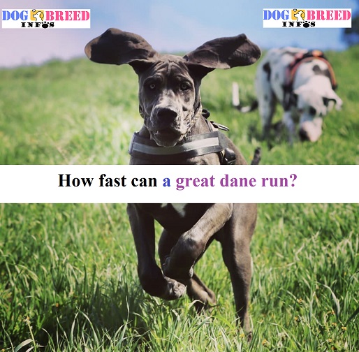 How fast can a great dane run