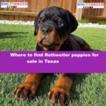 rottweiler puppies for sale in texas