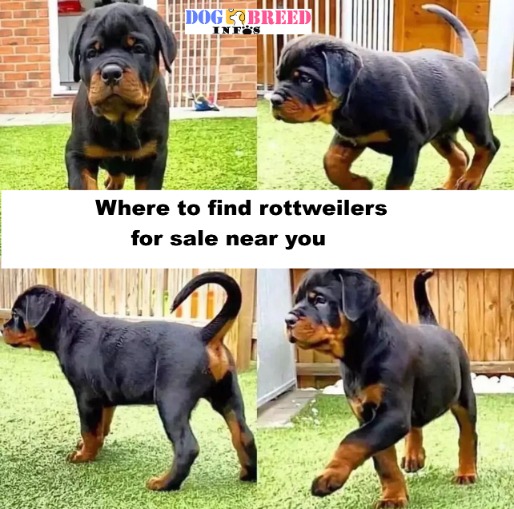 rottweilers for sale near me