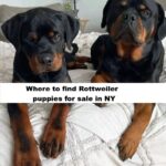 rottweiler puppies for sale in ny