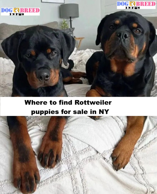 rottweiler puppies for sale in ny