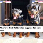 Rottweiler puppies for sale $150