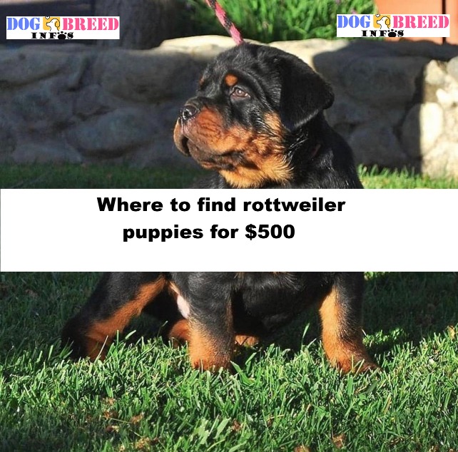 rottweiler puppies for $500