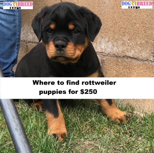 rottweiler puppies for $250