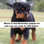 Rottweiler puppies for sale near me under $1 000 dollars