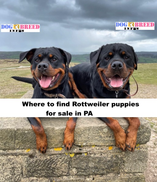 Rottweiler puppies for sale PA