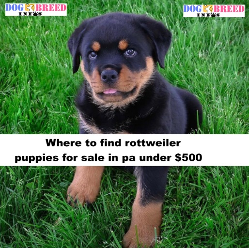rottweiler puppies for sale in pa under $500