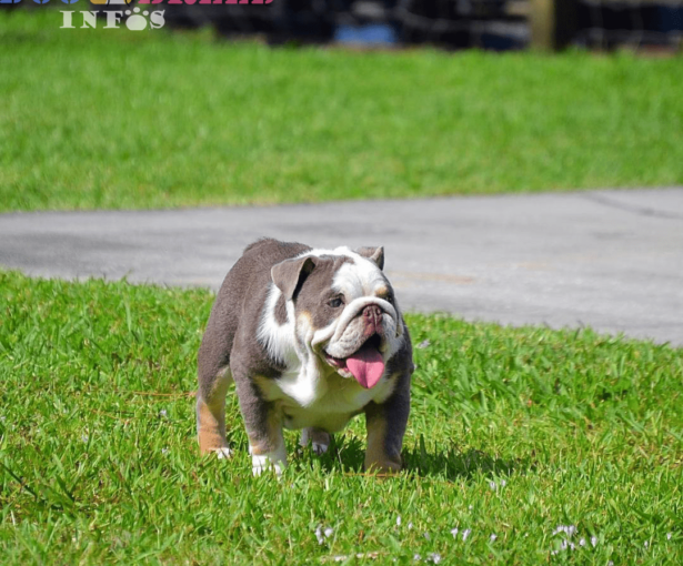 English Bulldog : A Stalwart Breed with a Storied Past